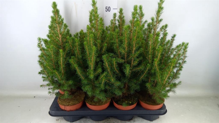 <h4>Picea glauca 'Conica'</h4>