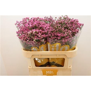 Lim Sin Tiffany Diam