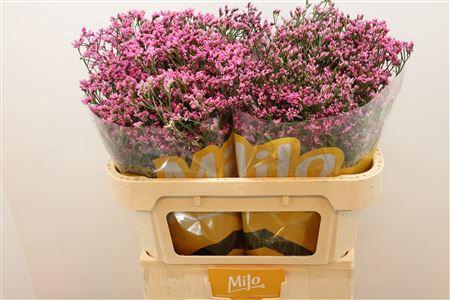 <h4>Lim Sin Tiffany Diam</h4>