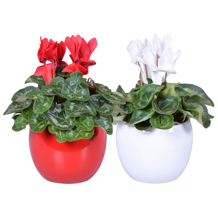 <h4>Cyclamen rood-wit in Lisa keramiek (Kerst)</h4>