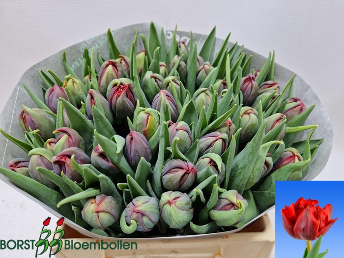 <h4>TU DU RED PRINCESS</h4>