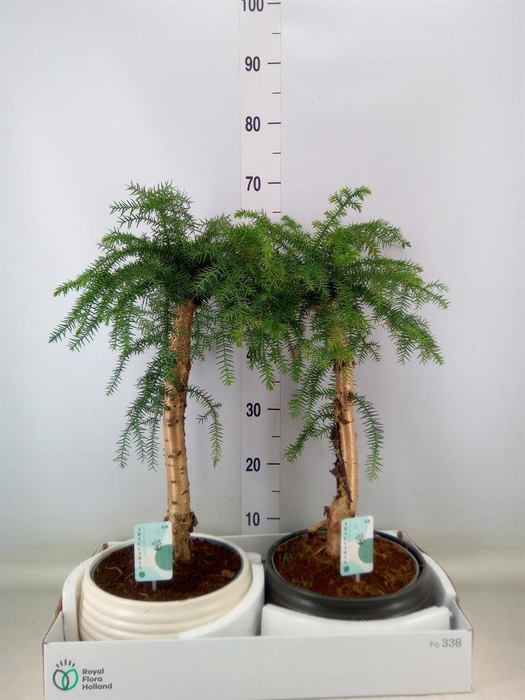 <h4>Araucaria   ...</h4>