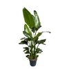 Strelitzia Nicolai 5 pp 5 pp