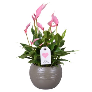 Anthurium Lilli in bolpot mosgroen