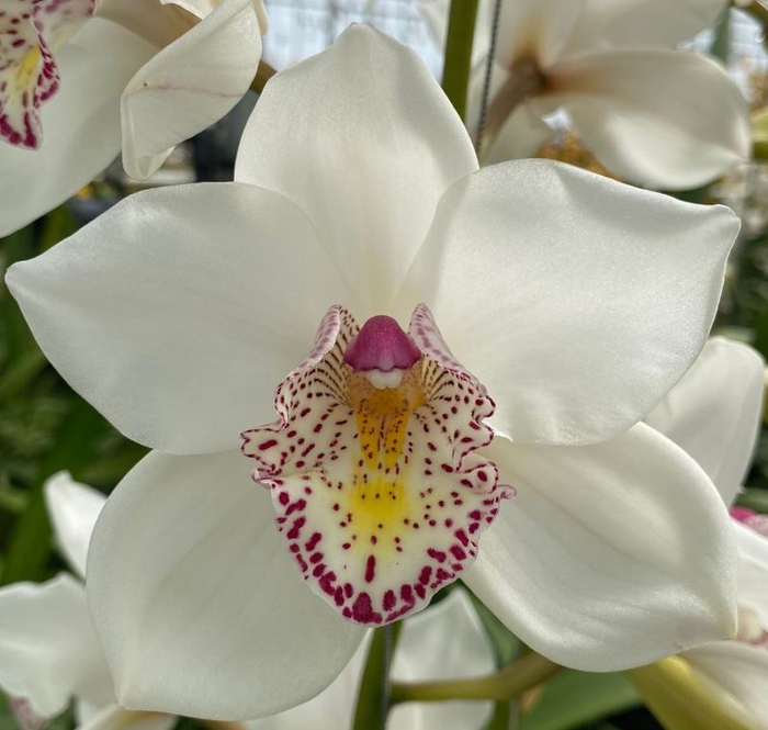 <h4>Cymbidium GR 'No. 60'</h4>