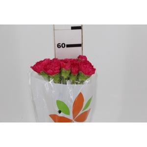 CRAVO FAUSTO 060 CM PINK