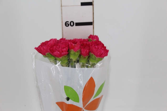 <h4>CRAVO FAUSTO 060 CM PINK</h4>
