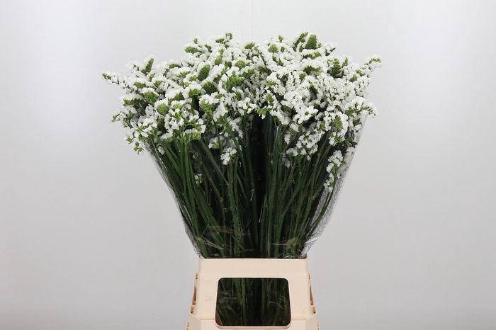 <h4>Lim S Frost Wings</h4>