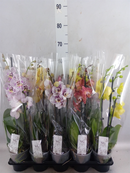 <h4>Phalaenopsis   ...mix</h4>