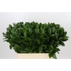 Ruscus Hypophyllum
