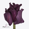 Tulipa co crown of negrita