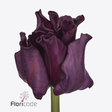 Tulipa co crown of negrita