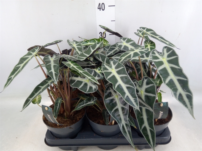 <h4>Alocasia  'Bambino Arrow'</h4>