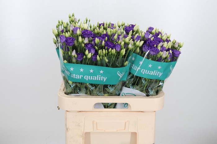 <h4>Eust G Rosita Blue</h4>