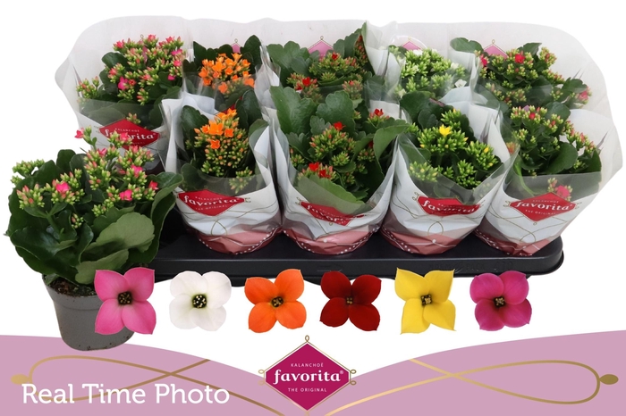 <h4>KAL EN GEM 6 KL</h4>