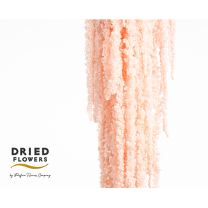 Dried Bleached Amaranthus Caudatus Salmon