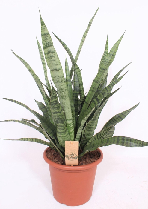 <h4>Sansevieria Cylindrica</h4>