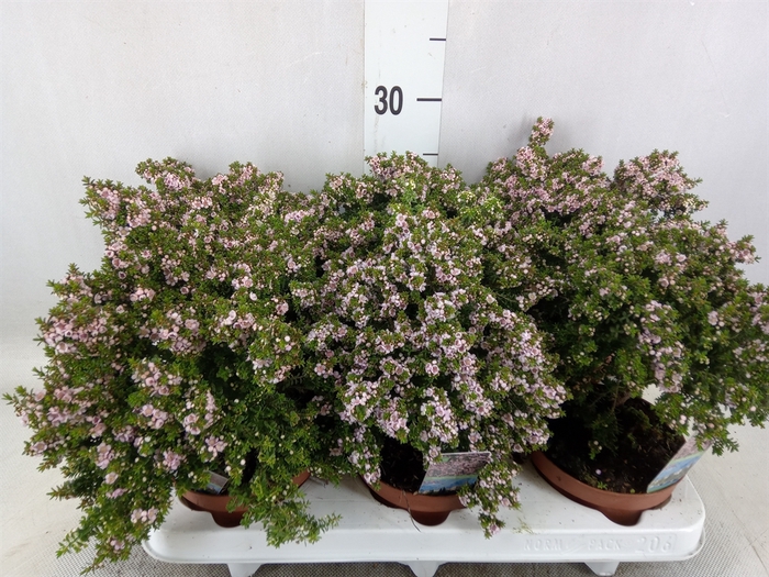 <h4>Thryptomene saxicola</h4>