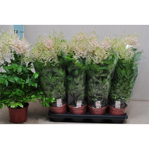 Astilbe Europa