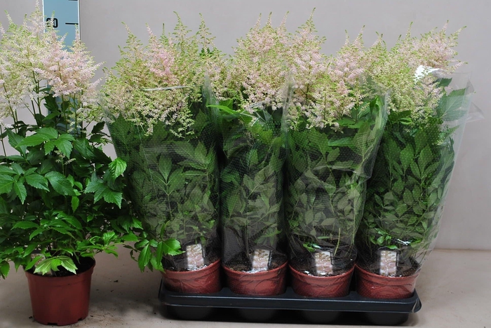 <h4>Astilbe Europa</h4>