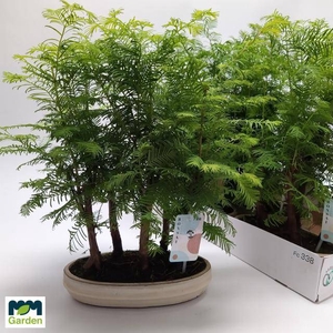 .Bonsai other tree