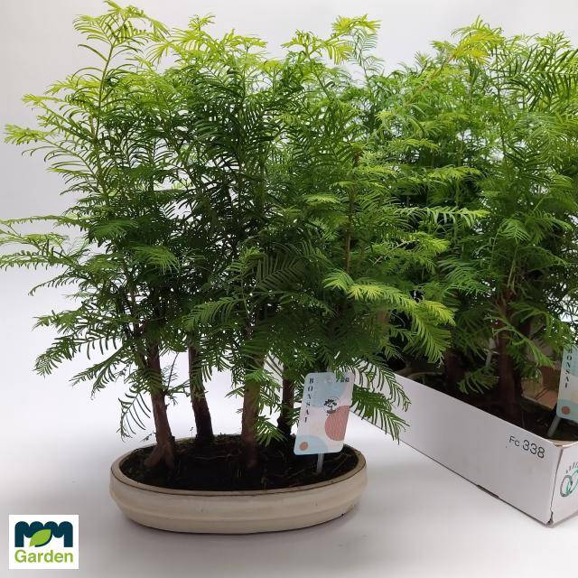 <h4>.Bonsai other tree</h4>