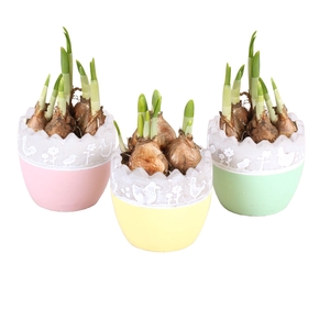 Easter Arr. Narcis Twotone Ceramic Egg ø9cm with 1PP