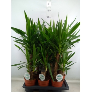 Yucca