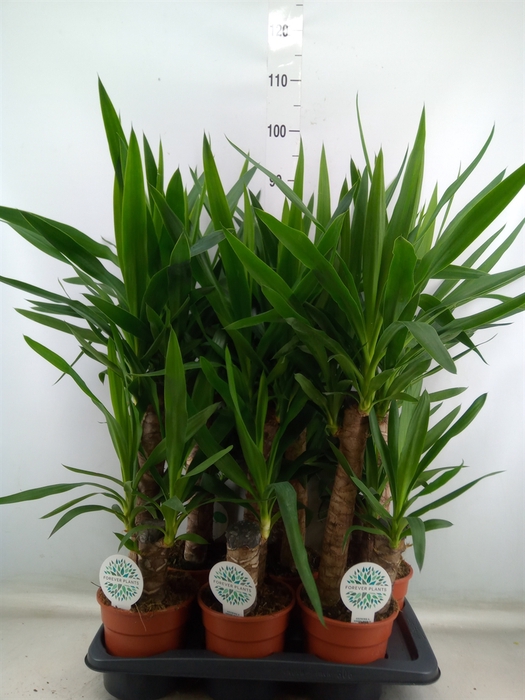 <h4>Yucca</h4>