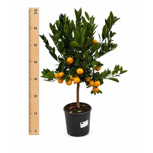 CITR MICROCARPA