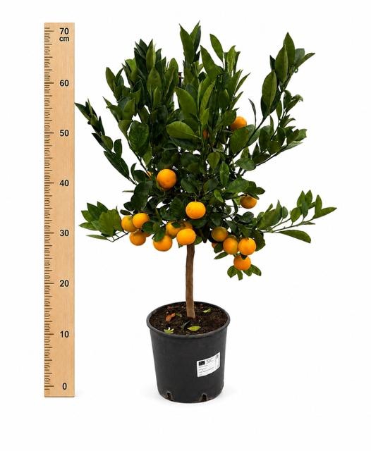 <h4>CITR MICROCARPA</h4>
