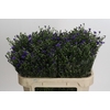Aster Casamare