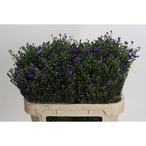 Aster Casamare