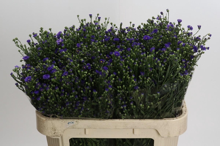 <h4>Aster Casamare</h4>