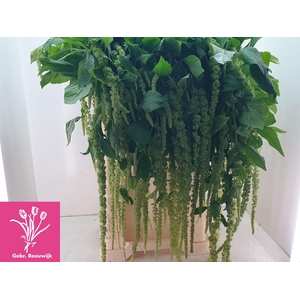 AMAR CA GREEN CORD