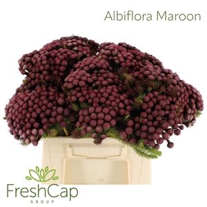 Albiflora Maroon