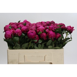 Paeonia Red Sarah Bernhardt