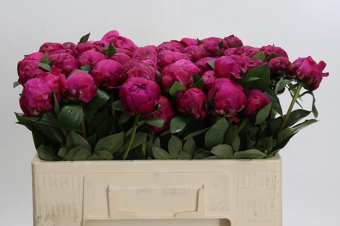 <h4>Paeonia Red Sarah</h4>