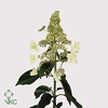 HORT PAN KYUSHU