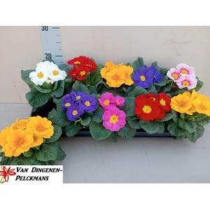 PRIM ACAULIS GEMENGD