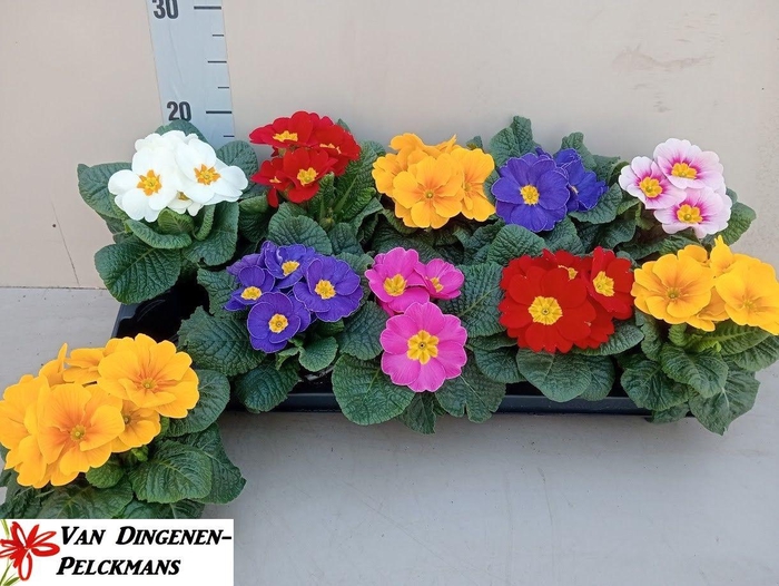 <h4>PRIM ACAULIS GEMENGD</h4>