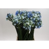 Ornithogalum coloured H%