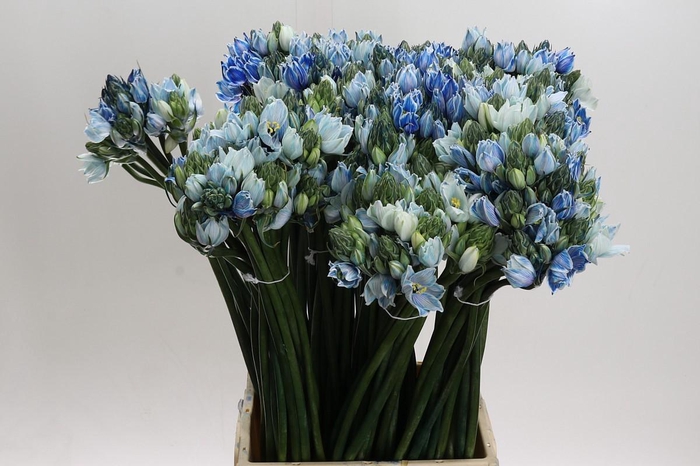 Ornithogalum coloured H%