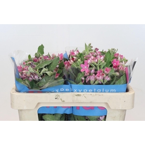 Oxypetalum Bridal Diana