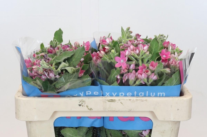 Oxypetalum Bridal Diana