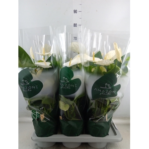 Anthurium andr. 'Samora'