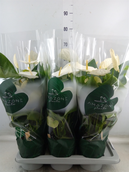 <h4>Anthurium andr. 'Samora'</h4>