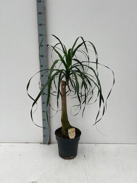 <h4>BEAUCARNEA RECUR</h4>