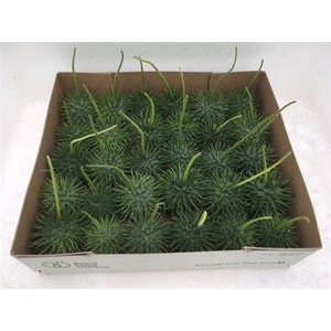 Sier Cucumis Egel X30 Hol