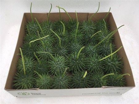 <h4>Sier Cucumis Egel X30 Hol</h4>